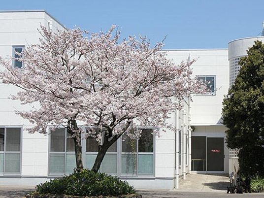 桜のある建物外観  