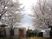 桜が見える庭  
