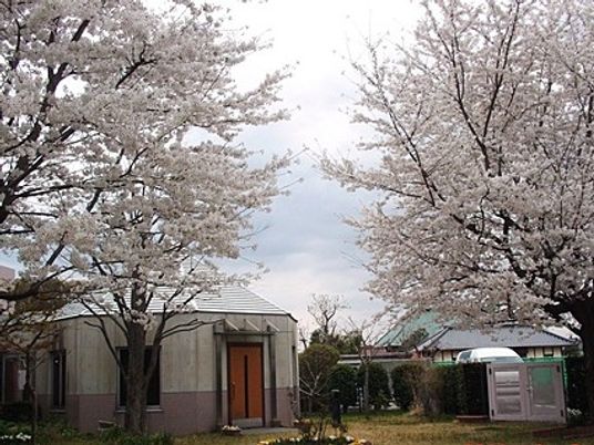 桜が見える庭  