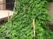 緑の植え込みのある庭  