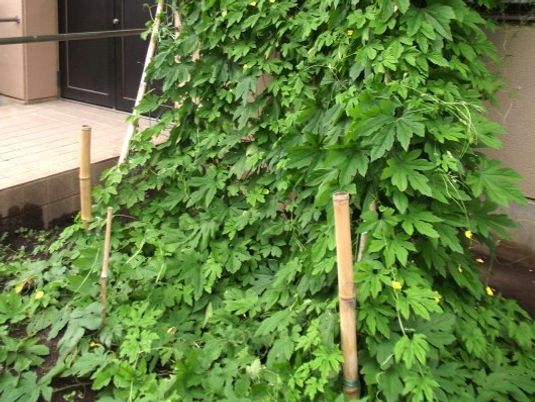 緑の植え込みのある庭  
