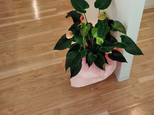 観葉植物のある廊下  