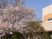 桜と建物の外観  