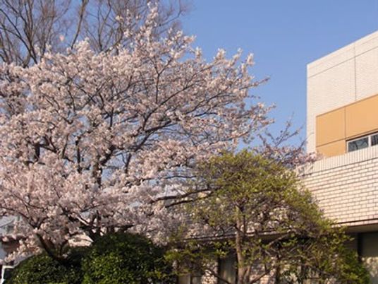 桜と建物の外観  