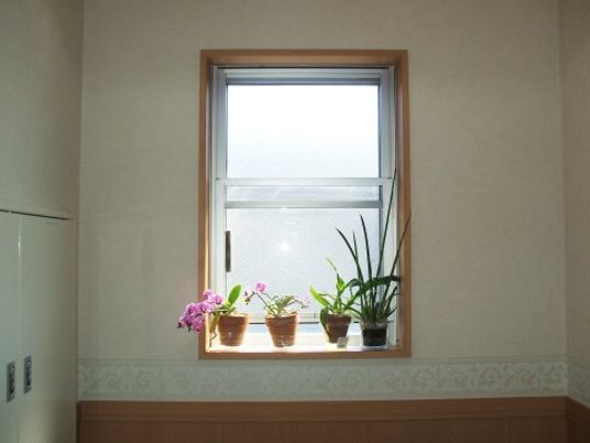 窓辺の観葉植物