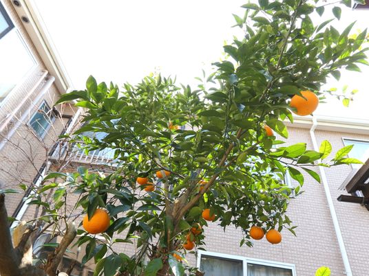 ミカンの木と建物の中庭