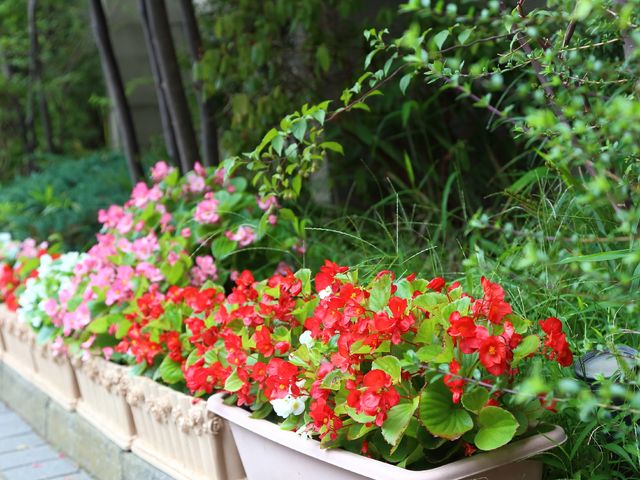 色鮮やかな花が咲く庭 花 四季折々の花が咲き誇り、心を和ませてくれる緑豊かな庭です。日々の散策や憩いの場としてご利用いただけます。