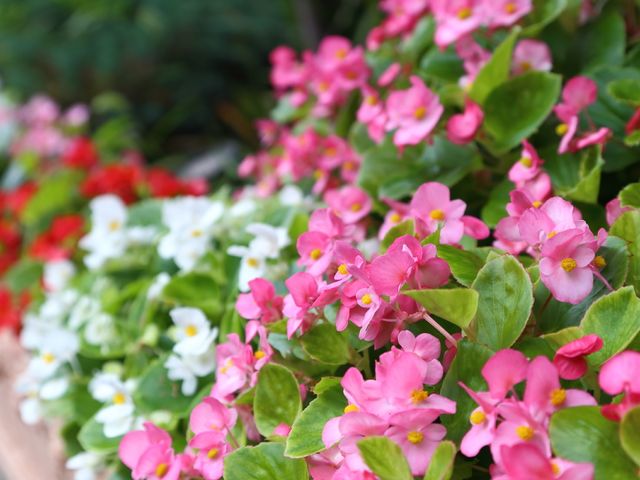 カラフルな花々が映る庭 花 季節の花々が咲き誇る、癒しの庭園です。ご入居者さまはここで自然の風を感じながら、穏やかなひとときをお過ごしいただけます。