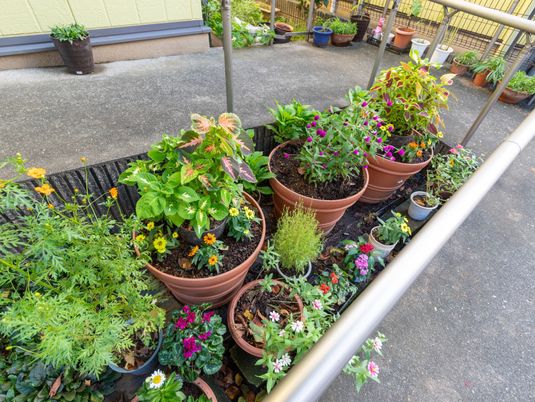 鉢植えが並ぶ中庭  