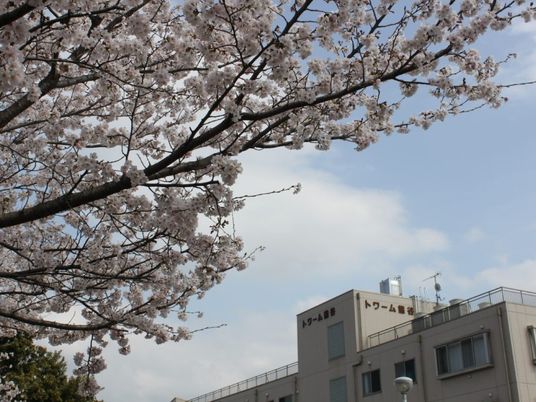 桜と建物の外観  