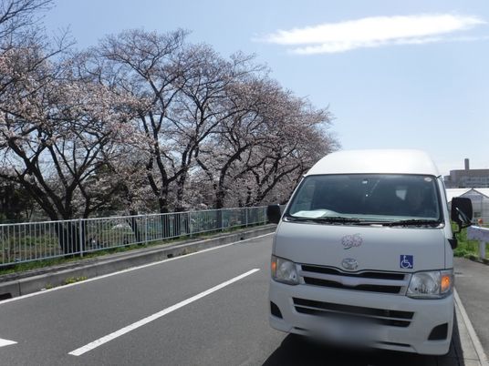 桜が咲く送迎車通り