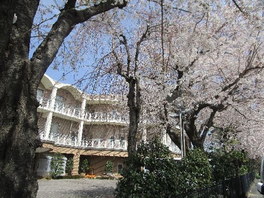 満開の桜と建物の外観