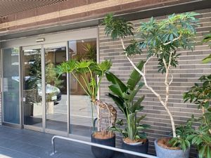 植木が並ぶ玄関前  