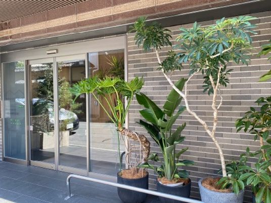 植木が並ぶ玄関前  