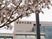 病院外観と桜  