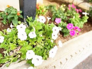 花壇の花  