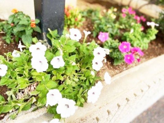 花壇の花  