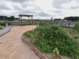 中庭の緑とパーゴラ