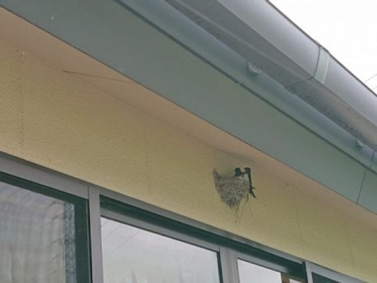 軒下の鳥の巣と窓辺  