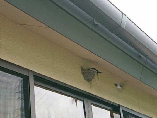 軒下の鳥の巣 外観  