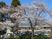 桜が咲く建物前の庭  