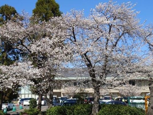 桜が咲く建物前の庭  