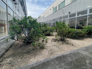 中庭の植栽  