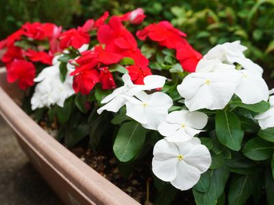 カラフルな花が植えられた中庭
