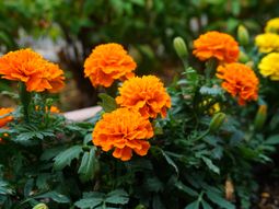 橙色の花が咲く庭