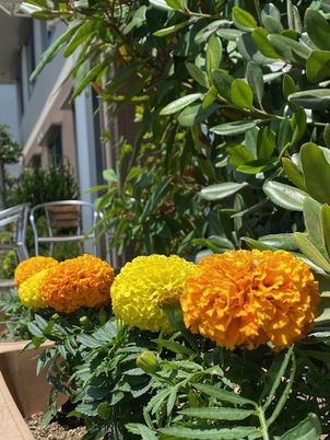 花が飾られた庭