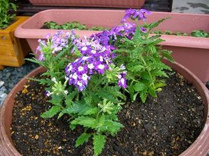 花壇の鉢植え庭  