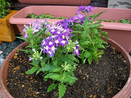 花壇の鉢植え庭  