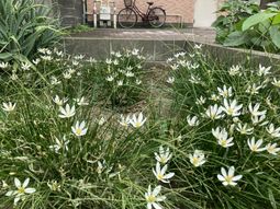 色鮮やかな花が咲く庭
