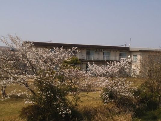 桜と建物の外観  