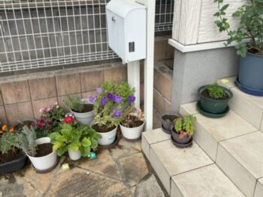 鉢植えのある中庭  