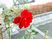 赤い花と緑の葉