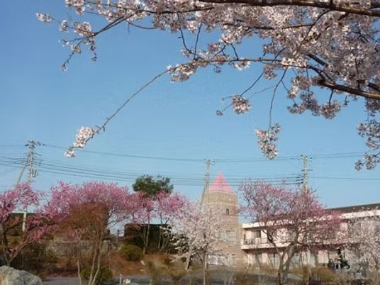 桜と建物の外観  
