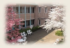 桜咲く中庭