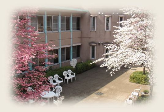 桜咲く中庭