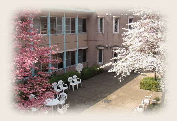 桜咲く中庭