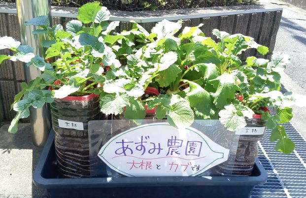 野菜を育てるプランター