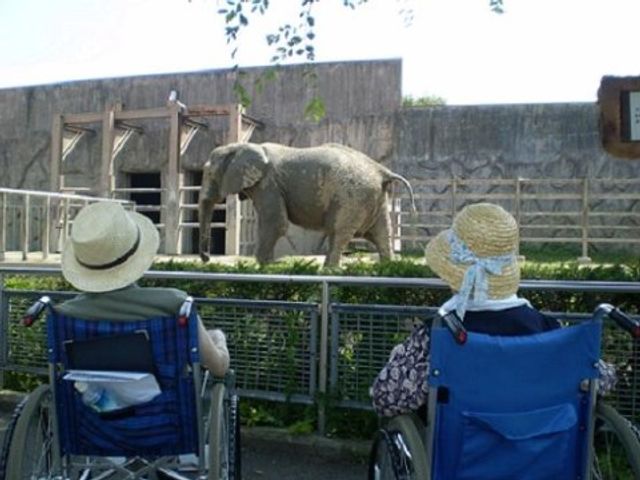 車椅子の利用者と象 イベント 中庭で自然に触れ合う姿が見られます。外出感覚を楽しむことで毎日がより豊かになります。