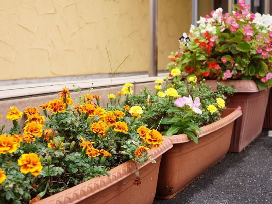 色とりどりの花壇