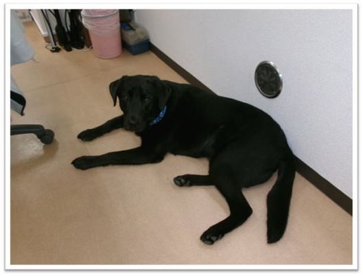 廊下で休む犬  