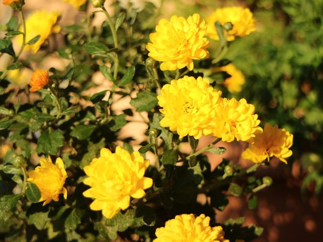 きれいな黄色い花中庭 花 中庭は季節の花々で彩られ、訪れる人々に癒しを提供しています。