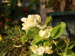 白い小花が咲く植物