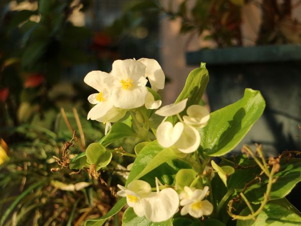 白い小花が咲く植物