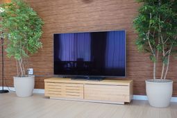 リビングのテレビと観葉植物