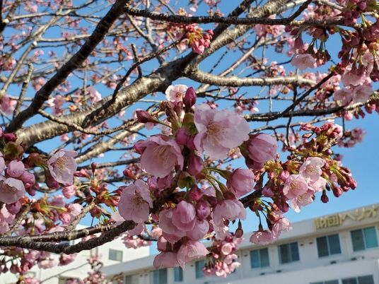 桜と建物外観  