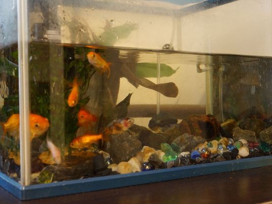 金魚が泳ぐアクアリウム
